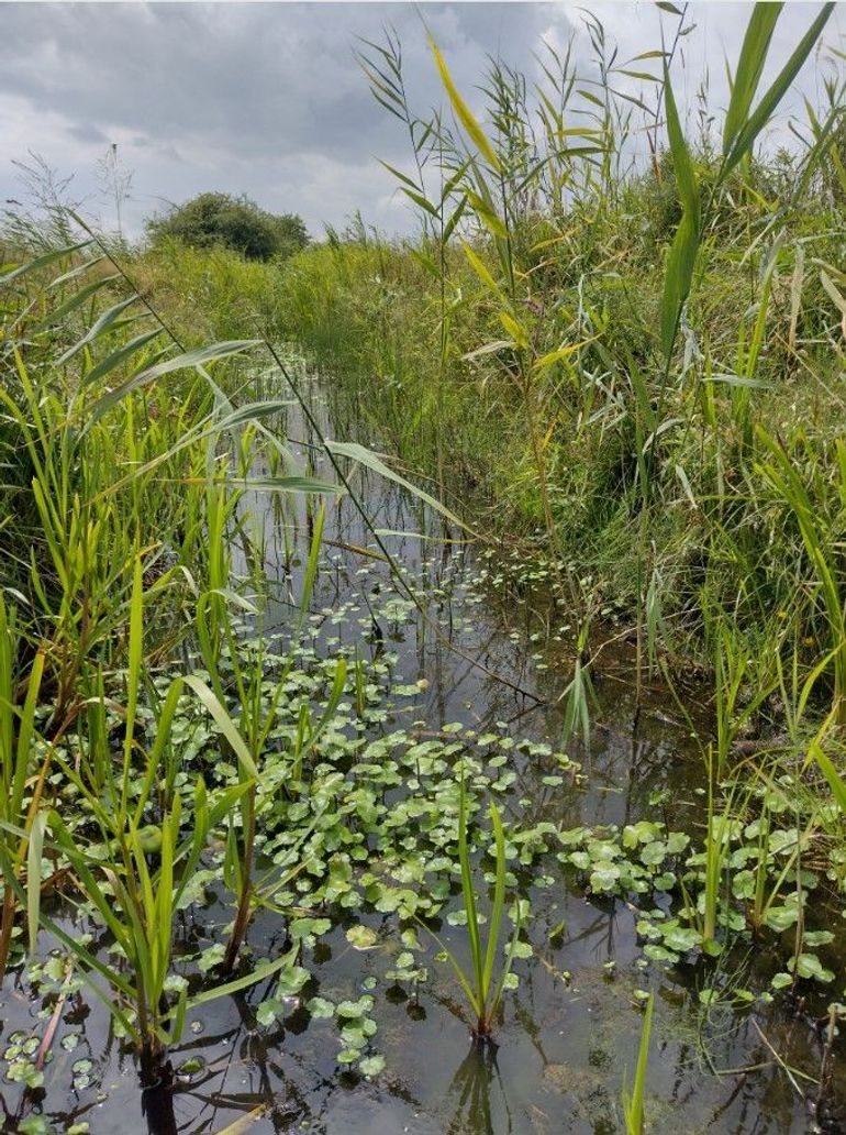 Een sloot met opkomende Grote waternavel