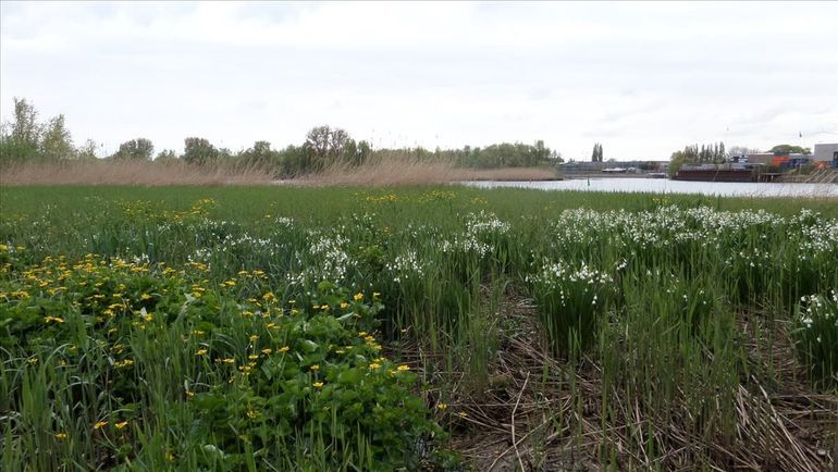 Zomerklokjes en dotterbloemen langs de Lek