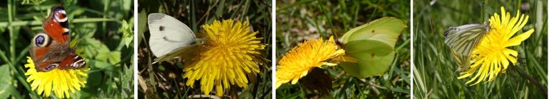 Dagvlinders op paardenbloem, v.l.n.r. dagpauwoog, klein koolwitje, citroenvlinder en klein geaderd witje