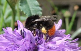 Orangeaurochs, Wikimedia Commons CC BY 2.0 Steenhommel. Bombus lapidarius