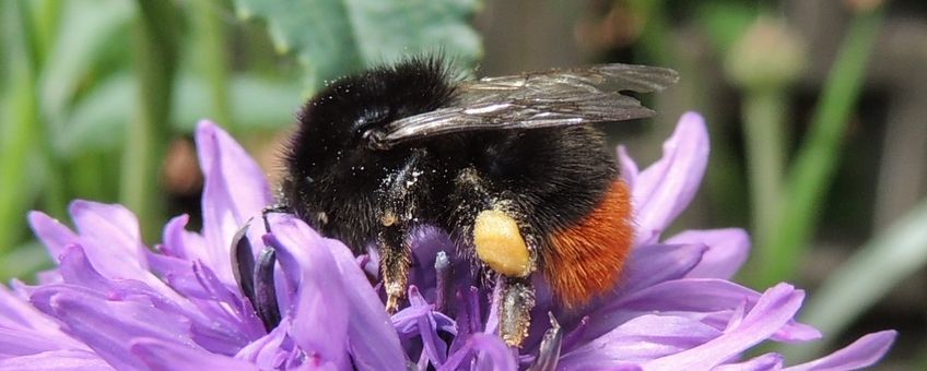 Steenhommel. Bombus lapidarius