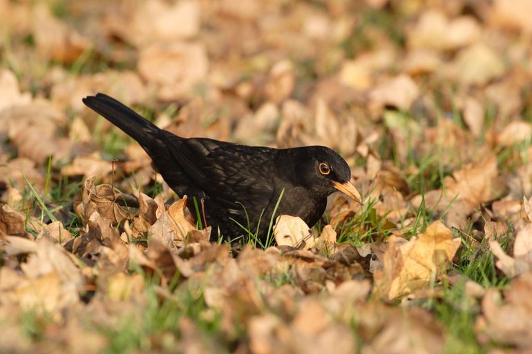 Een merel scharrelt door een levendige laag dode bladeren
