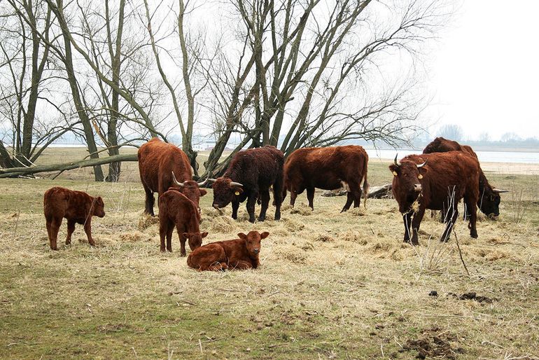 Vanuit de dieren geredeneerd was de winter van 2012 op 2013 de laatste strenge winter, het gras begon toen pas half april te groeien en op veel plekken moest worden bijgevoerd