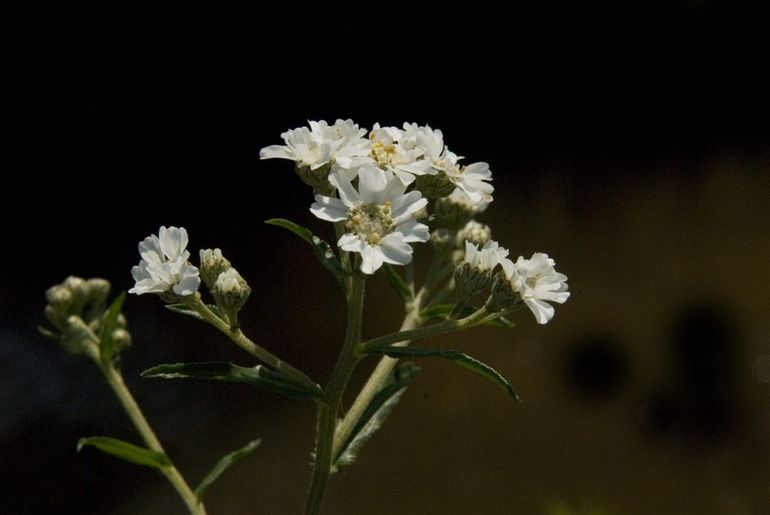 De bloemen en bladeren van de wilde bertram