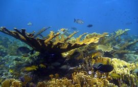 Healthy Acropora palmata colony on Curaçaon St. Eustatius