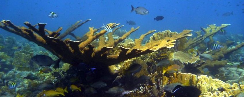 Healthy Acropora palmata colony on Curaçaon St. Eustatius