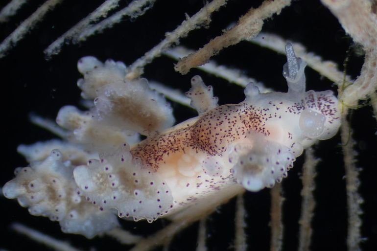 Exemplaar tot dusverre bekend en met DNA geverifieerd als Doto hydrallmaniae