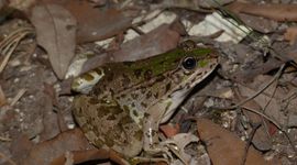 Pelophylax ridibundus kurtmuelleri - Lefkas, Griekenland_2
