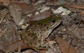 Pelophylax ridibundus kurtmuelleri - Lefkas, Griekenland_2