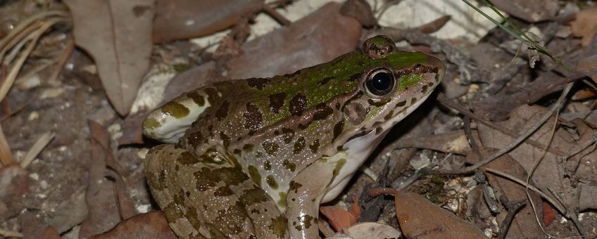 Pelophylax ridibundus kurtmuelleri - Lefkas, Griekenland_2