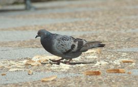 Columba livia f domestica. Rotsduif