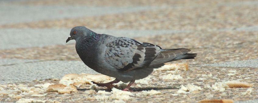 Columba livia f domestica. Rotsduif