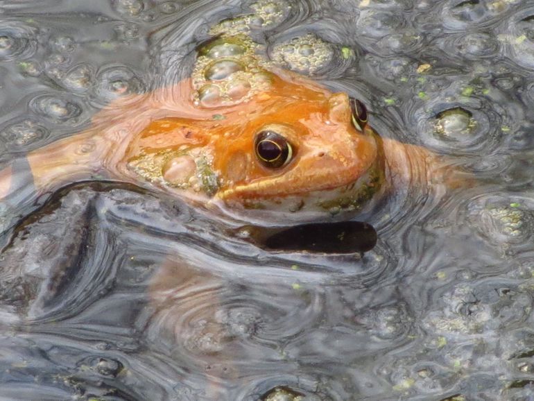 Bruine kikker met een oranje kleurafwijking