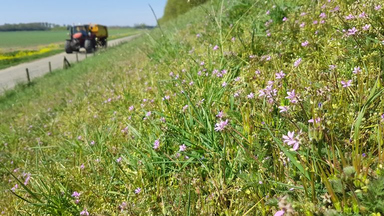 Dijk in Zuid-Holland waar een populatie van de gewone oliekever aangetroffen is