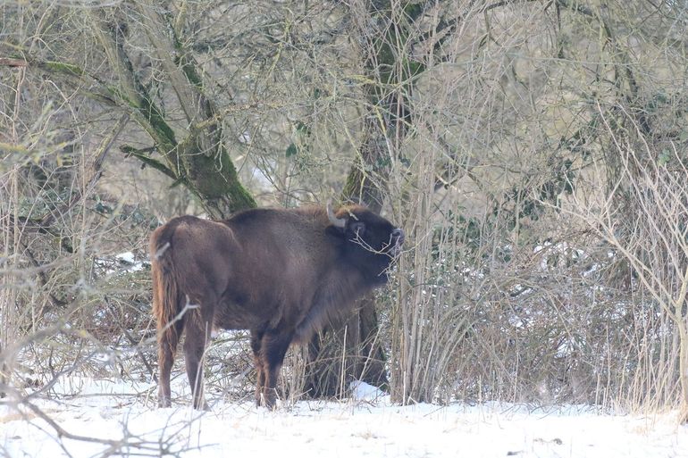 In de winter benutten grote grazers grotere delen van natuurgebieden, en houden het gras extra kort. Zo ontstaan nieuwe kiemplekken. Slikken van de Heen