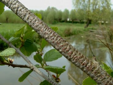 De eitjes van houtpantserjuffer zijn, als ribbels in de bast, goed te herkennen