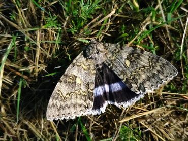 Blauw weeskind gefotografeerd op Goeree, september 2023