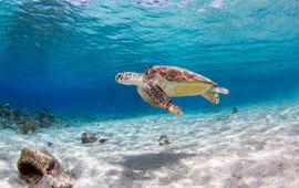 Zeeschildpad Bonaire