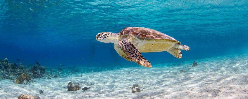 Zeeschildpad Bonaire