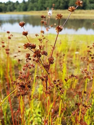 Juncus acuminatus