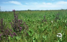 Kleine zeggenvegetatie met moeraskartelblad en waterdrieblad  in de Meppelerdieplanden.