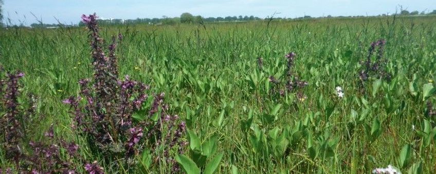 Kleine zeggenvegetatie met moeraskartelblad en waterdrieblad  in de Meppelerdieplanden.