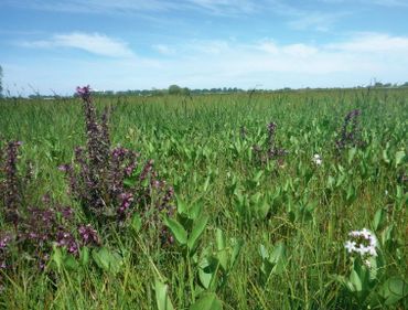 Kleine zeggenvegetatie met moeraskartelblad en waterdrieblad