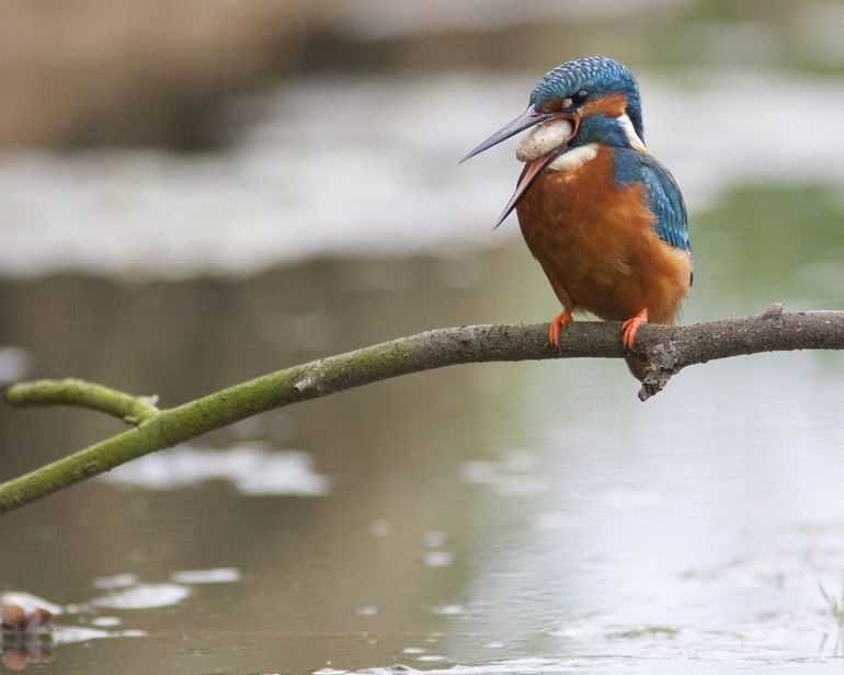 Een succesvolle vangst