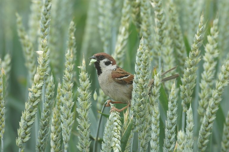 De ringmus zoekt graag groenere gebieden en dorpsranden op