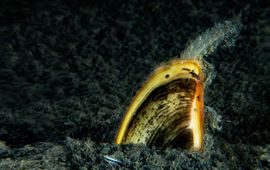 Marco Faasse Leadfoto.