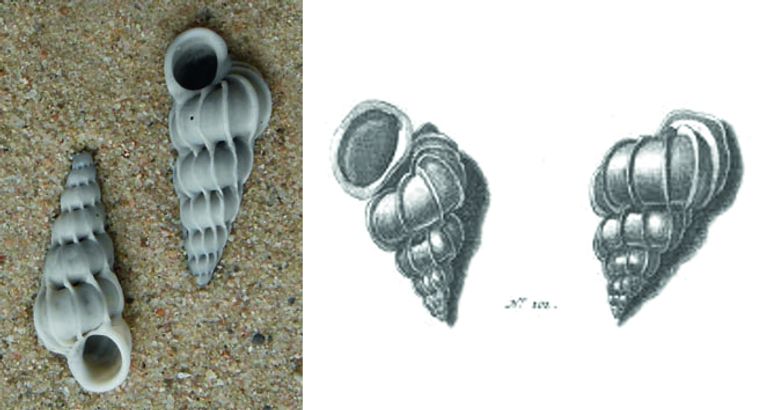 Links: twee Wenteltrapjes gevonden op het Nederlandse strand (Bron: R.H. de Bruyne); rechts: 'De wentel-trap' zoals door Valentyn afgebeeld.