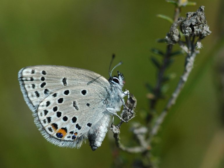 Veenbesblauwtje: weinig mobiele soort van koele streken die alleen kan voortbestaan in grote aaneengesloten natuurgebieden