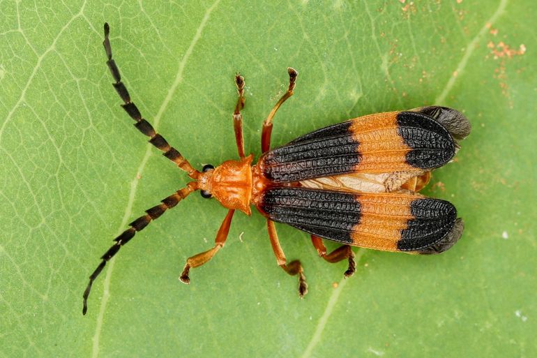 Calopteron spec., een van de honderd soorten kevers die voor het eerst op Bonaire zijn gevonden