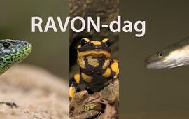 Kris Joosten RAVON dag 1044px