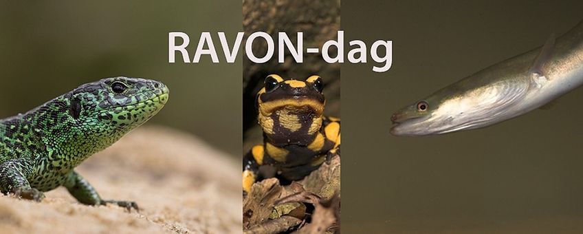 RAVON dag 1044px