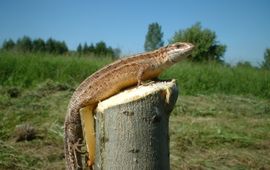 Lacerta vivipara of Zootoca vivipara. Levendbarende hagedis