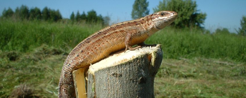 Lacerta vivipara of Zootoca vivipara. Levendbarende hagedis