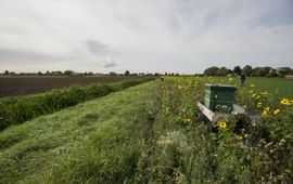 Bijenkast bij bloemrijke akkerrand Hoeksche Waard