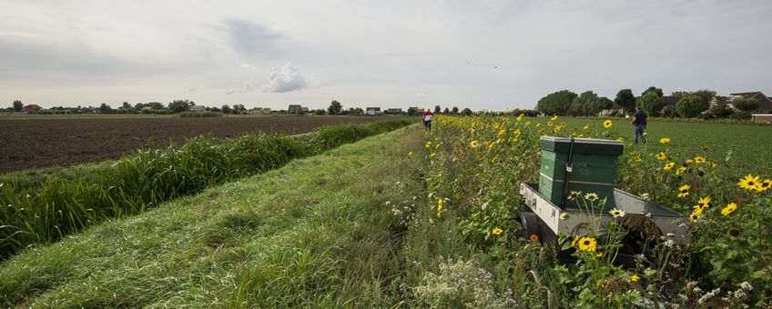 Bijenkast bij bloemrijke akkerrand Hoeksche Waard