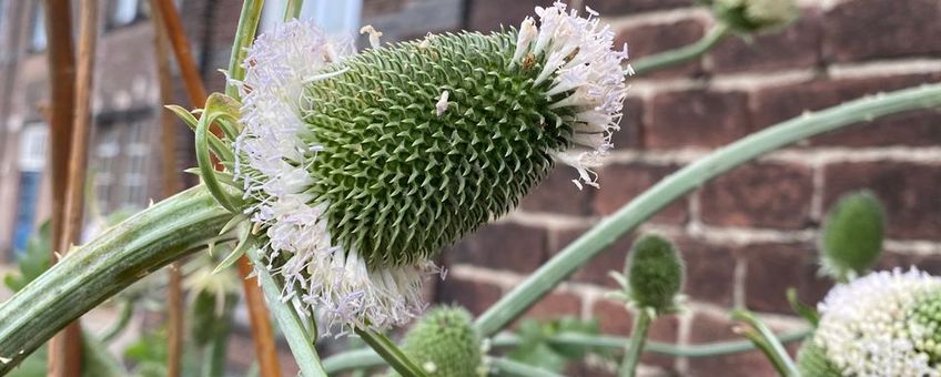 De gecultiveerde kaardenbol in bloei in de tuin van de Leidse Dekenwerkplaats.