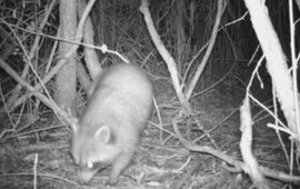 Wasbeer, still uit video van cameraval. Ooijpolder.