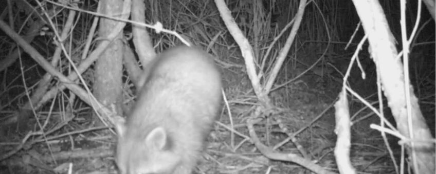 Wasbeer, still uit video van cameraval. Ooijpolder.