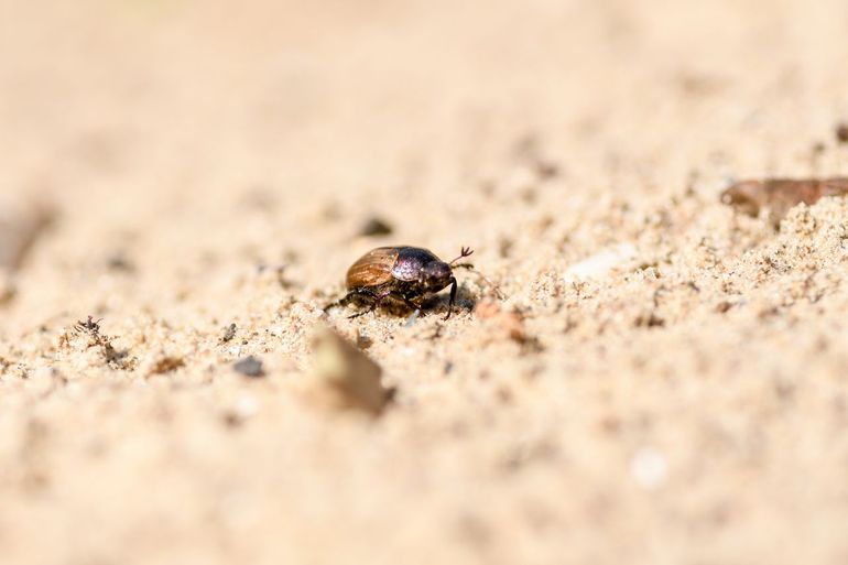 Wie goed om zich heen kijkt, ziet overal in de duintuin kleine beestjes rondkruipen en -vliegen