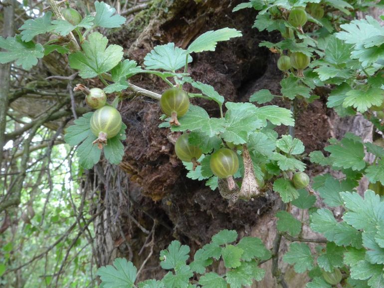 De vruchten van de wilde kruisbes, aangetroffen in de pruik van een knotboom