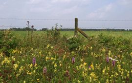 Bloemrijke berm in Hoogeveen