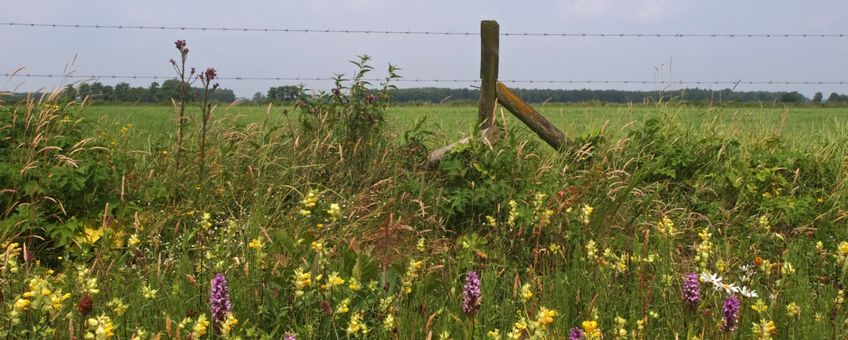 Bloemrijke berm in Hoogeveen