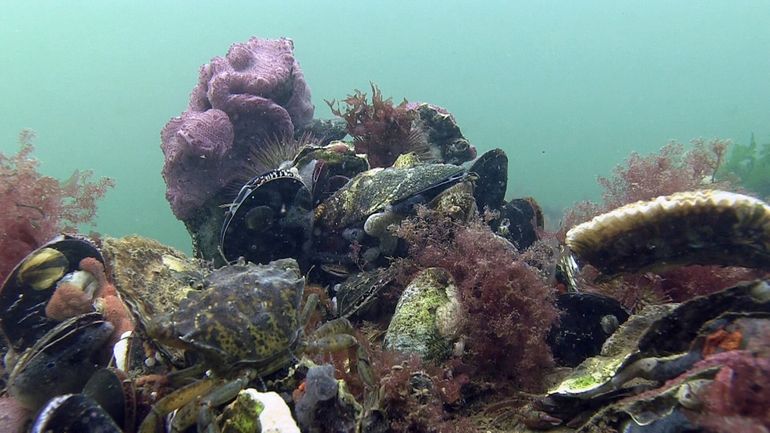 Schelpdierriffen zijn onmisbaar voor de Noordzee-natuur