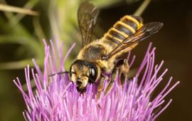 Vrouwtje centauriebehangersbij (Megachile melanopyga)