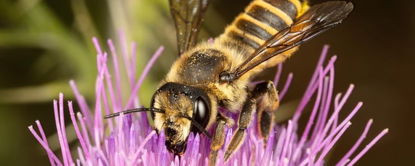 Vrouwtje centauriebehangersbij (Megachile melanopyga)