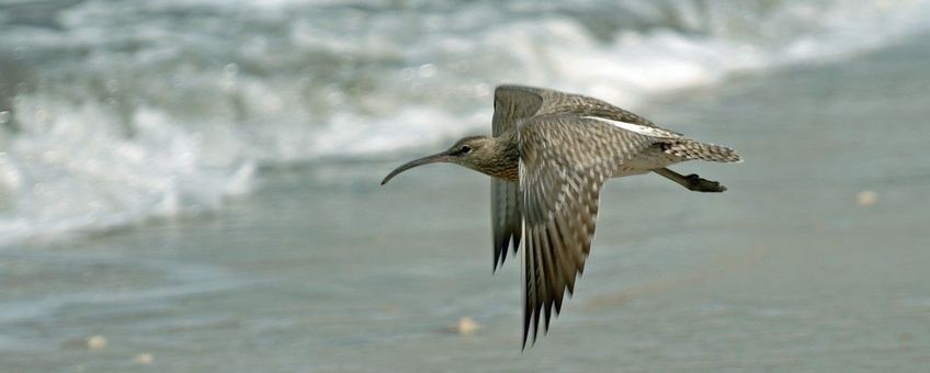 Numenius phaeopus. Regenwulp